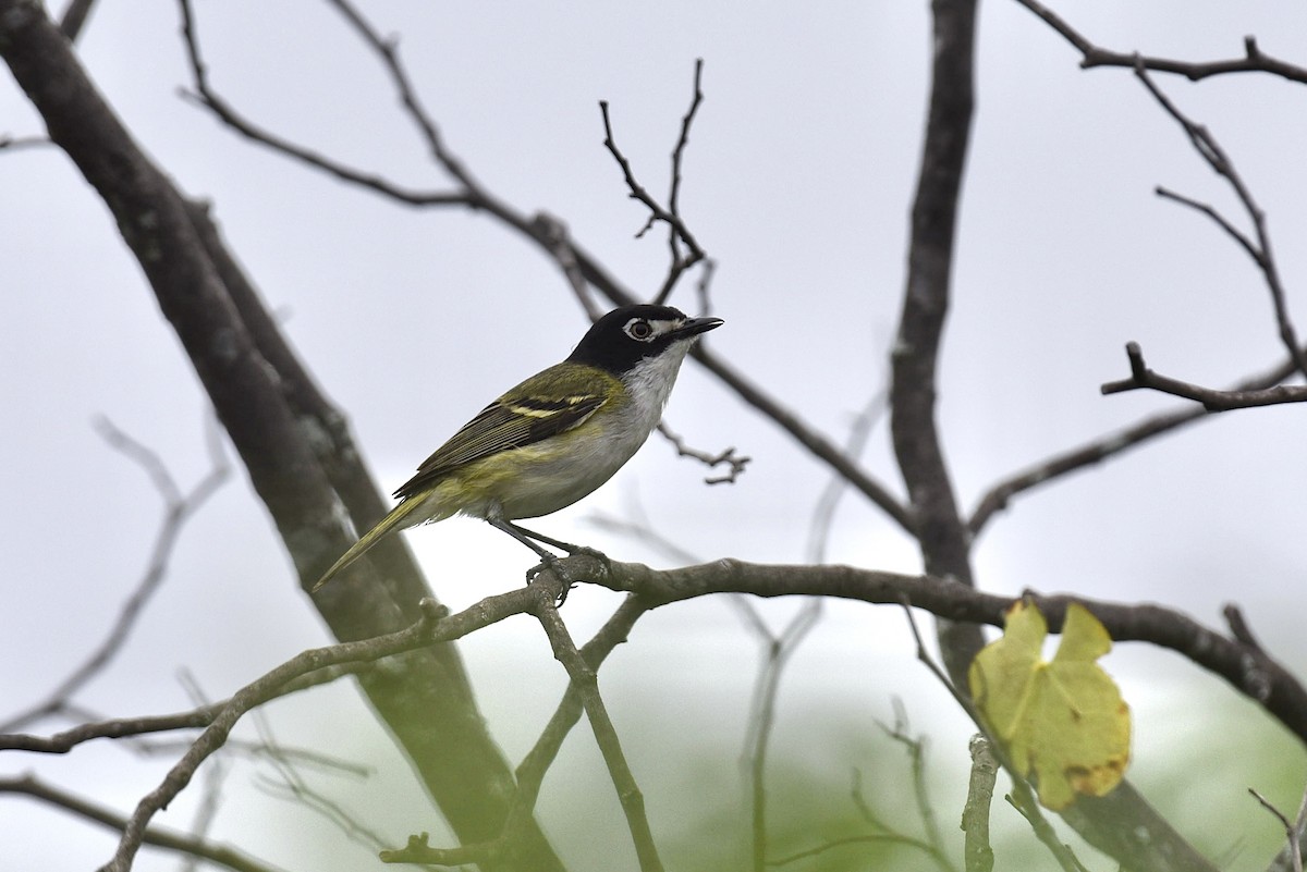 Vireo Cabecinegro - ML657742882