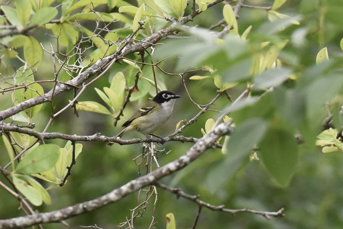 Vireo Cabecinegro - ML657742883