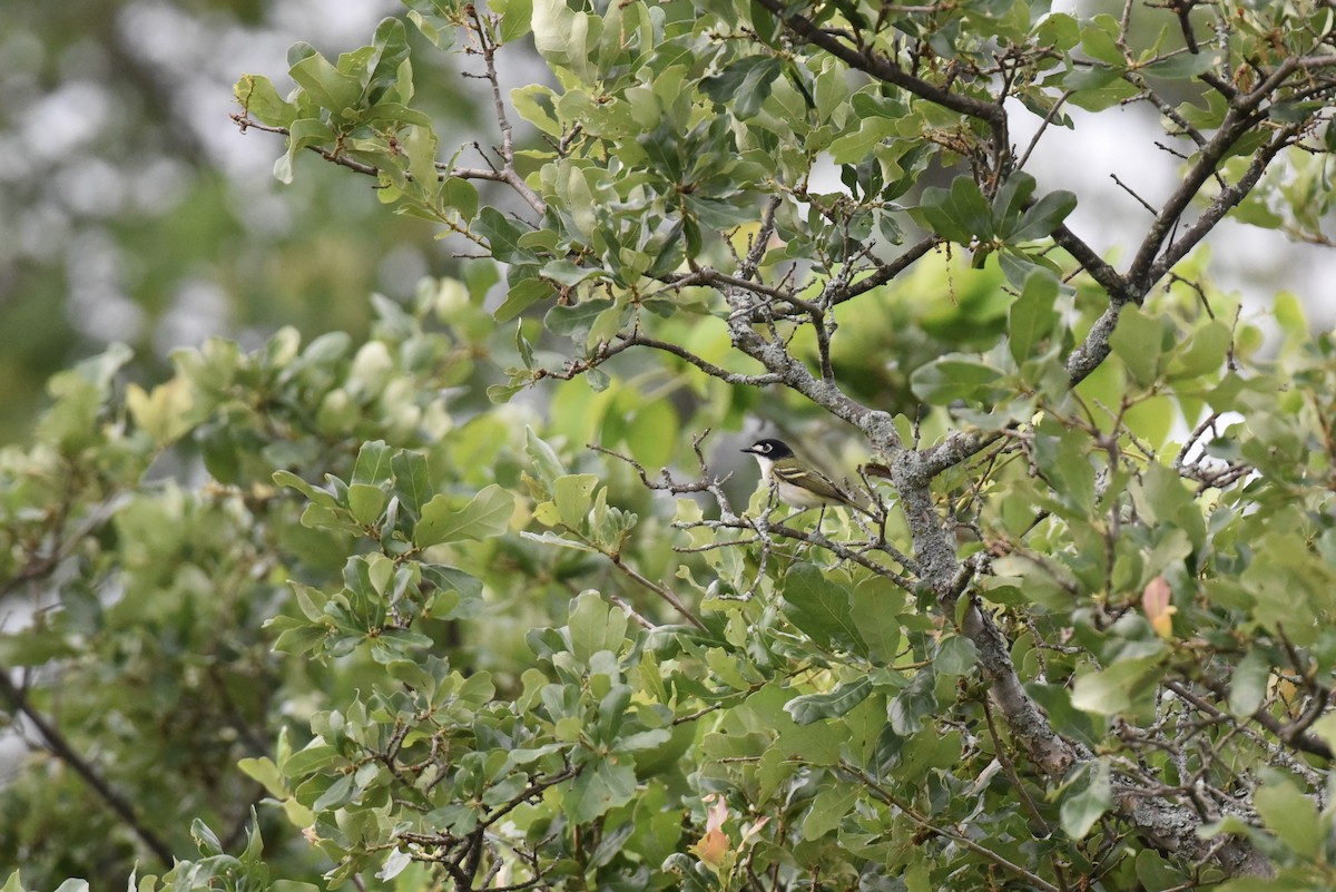 Vireo Cabecinegro - ML657742884