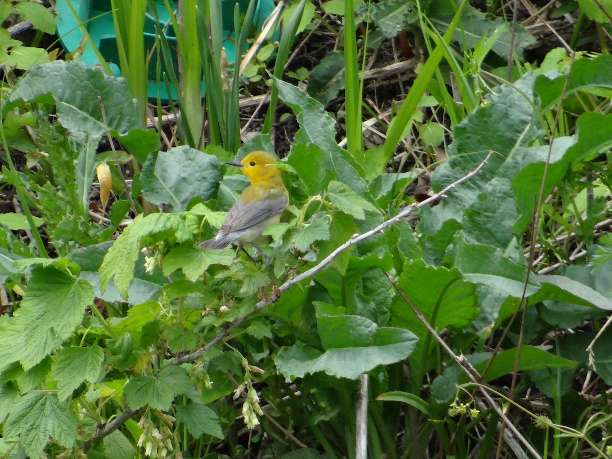 Prothonotary Warbler - ML657743103
