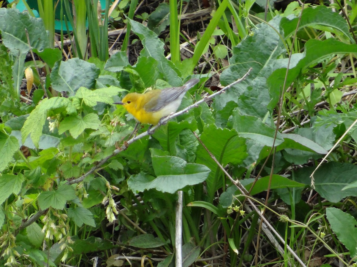 Prothonotary Warbler - ML657743105