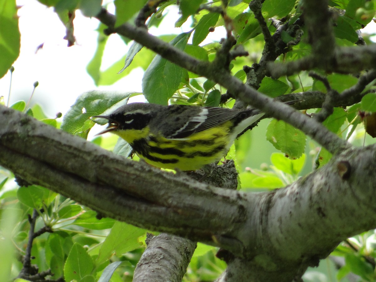 Magnolia Warbler - ML657743264