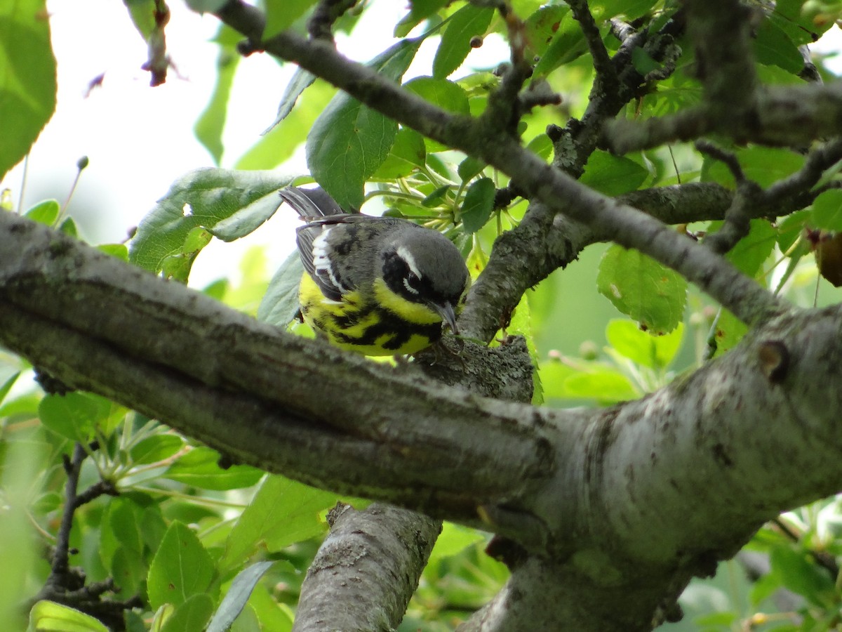 Magnolia Warbler - ML657743265