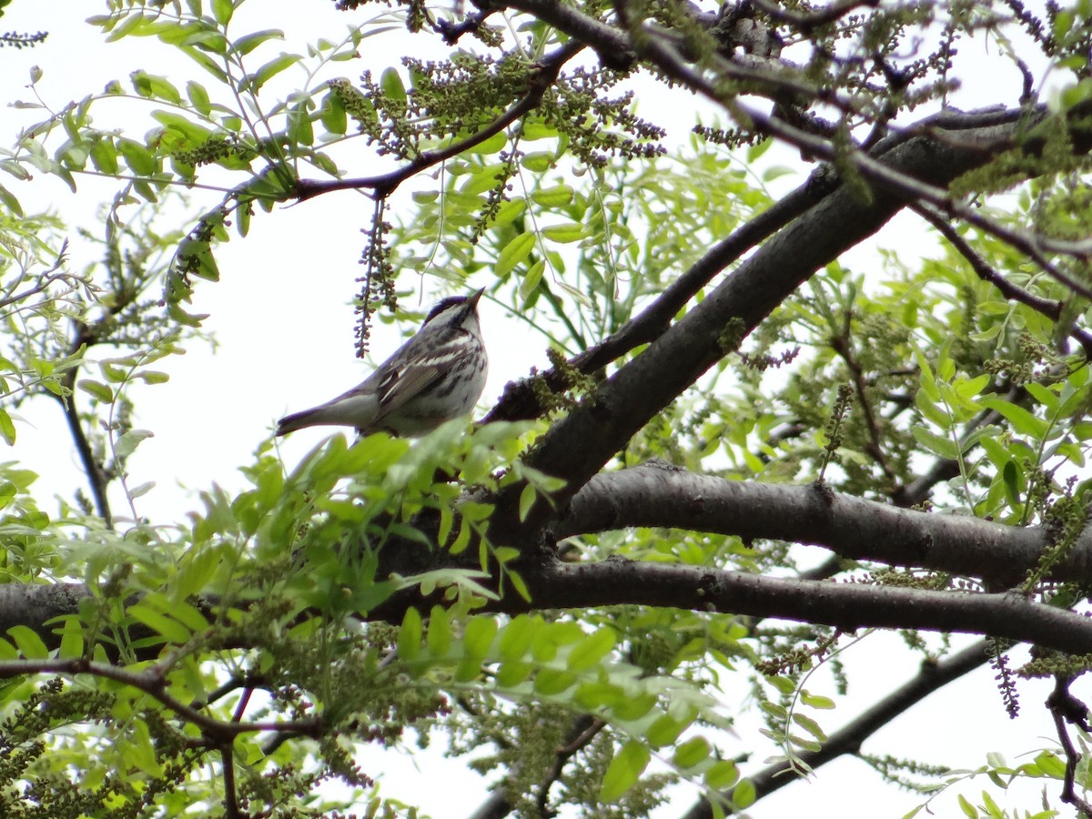 Blackpoll Warbler - ML657743416