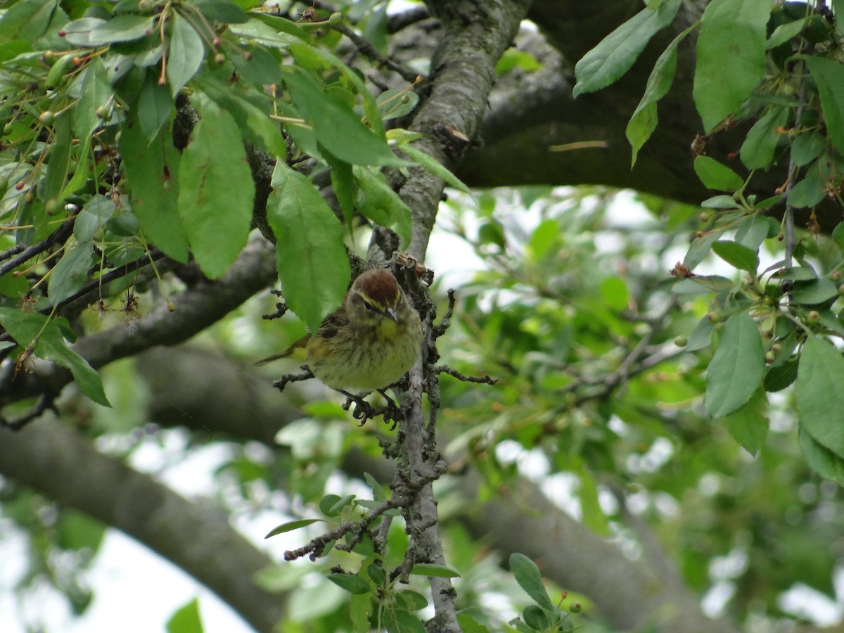 Palm Warbler - ML657743627