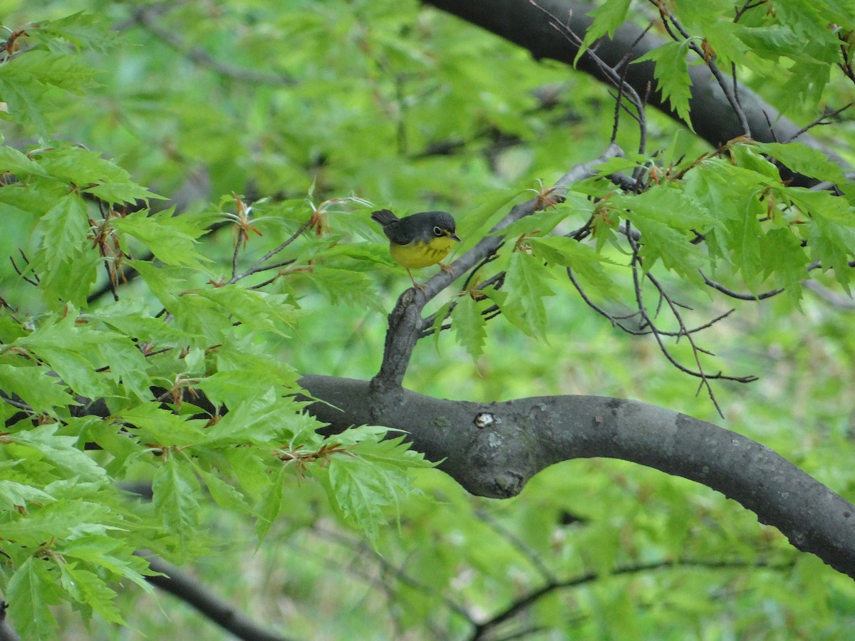 Canada Warbler - ML657743661