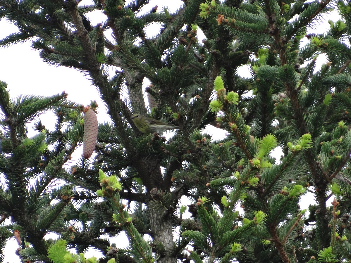Cape May Warbler - ML657743763