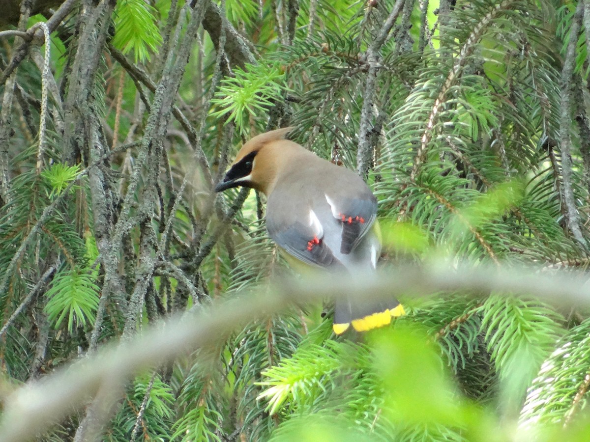 Cedar Waxwing - ML657743877