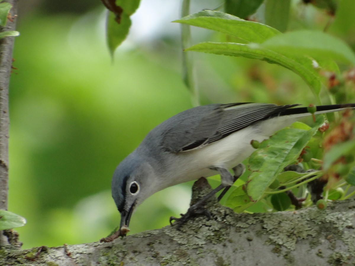 Blue-gray Gnatcatcher - ML657743905