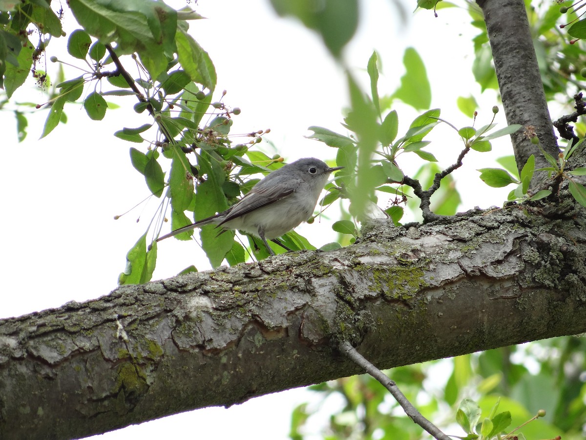 Blue-gray Gnatcatcher - ML657743906