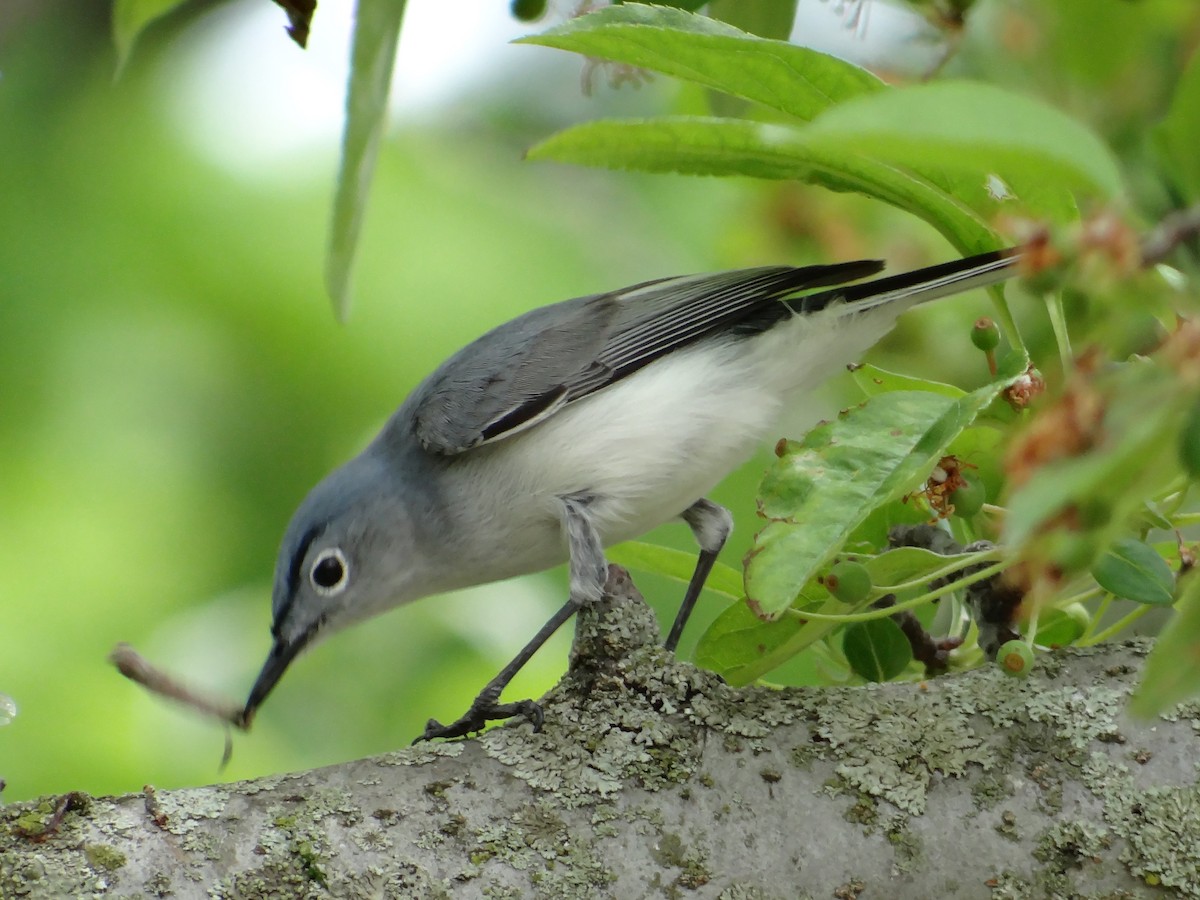 Blue-gray Gnatcatcher - ML657743907