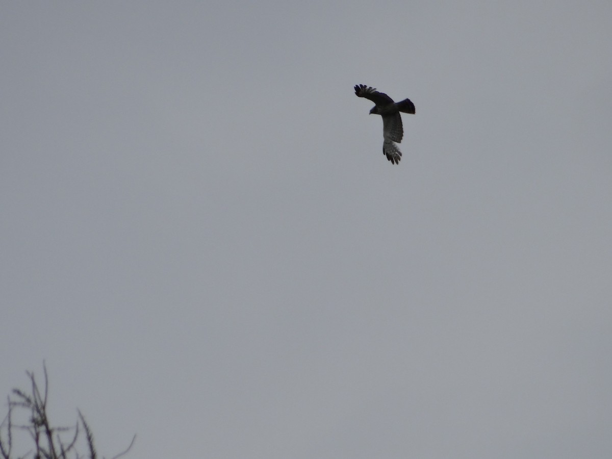 Broad-winged Hawk - ML657743997