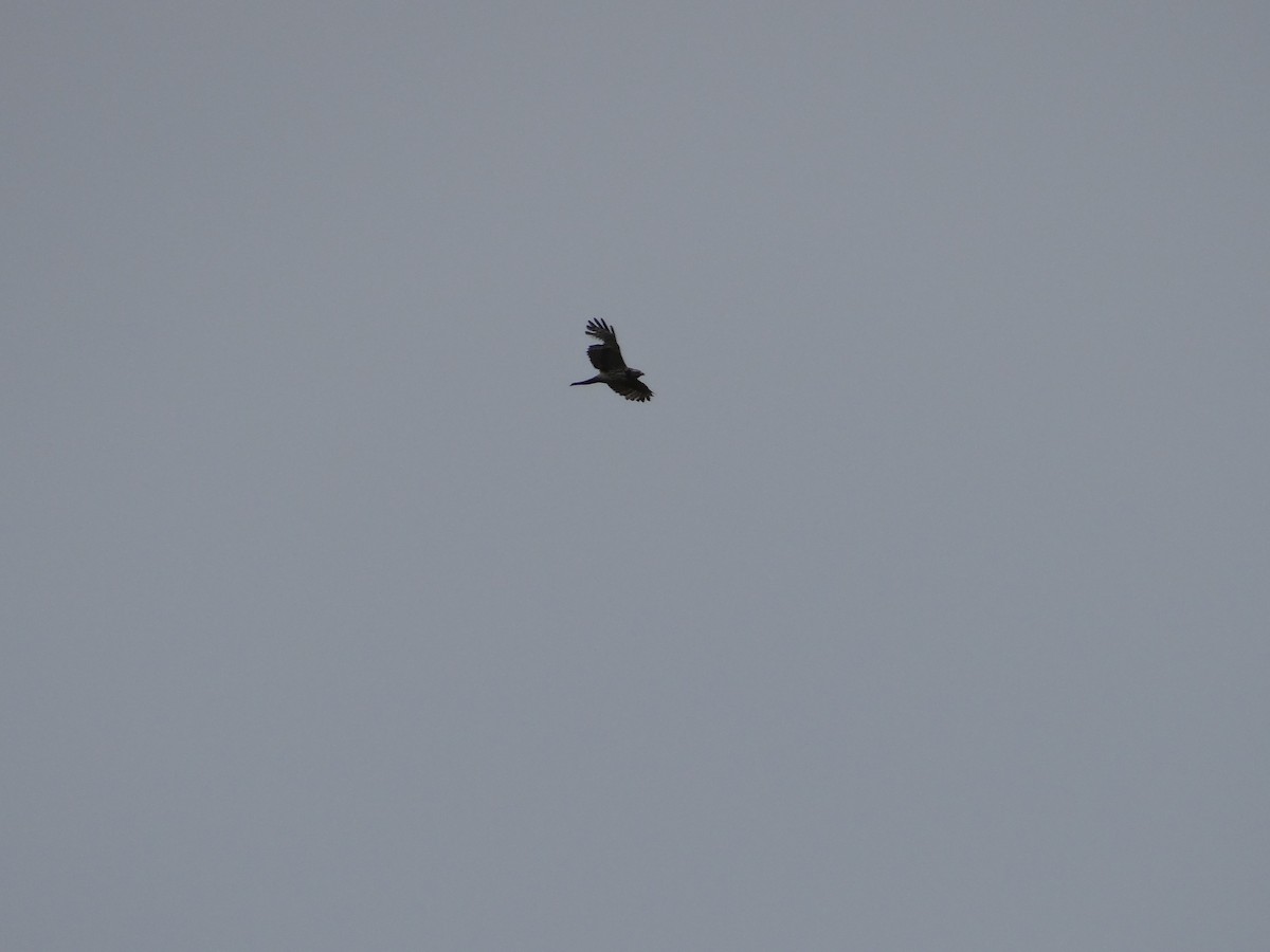 Broad-winged Hawk - ML657744004