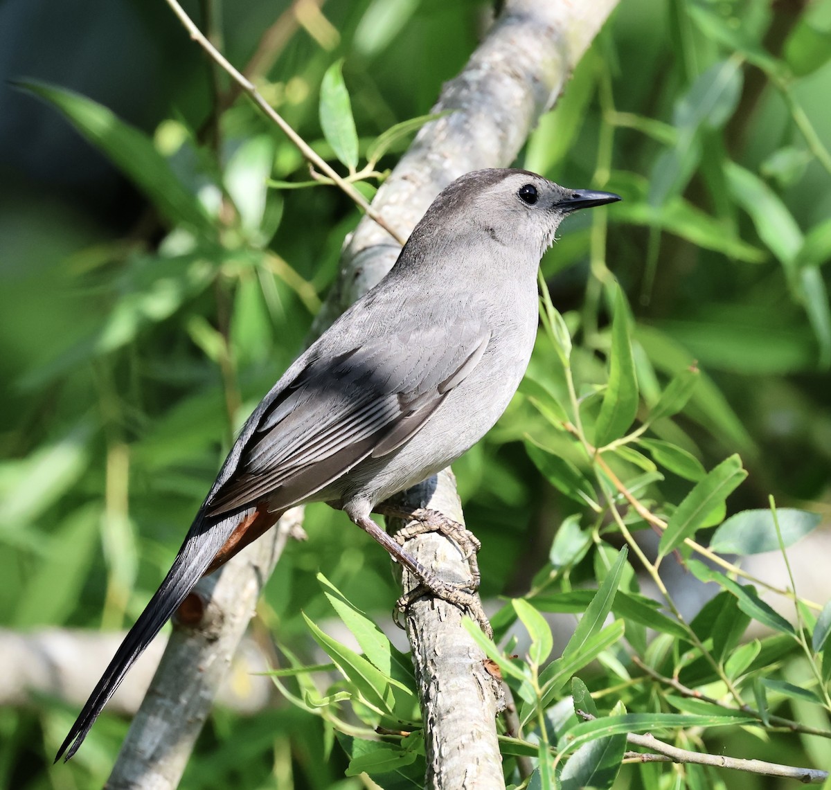Gray Catbird - ML657744197