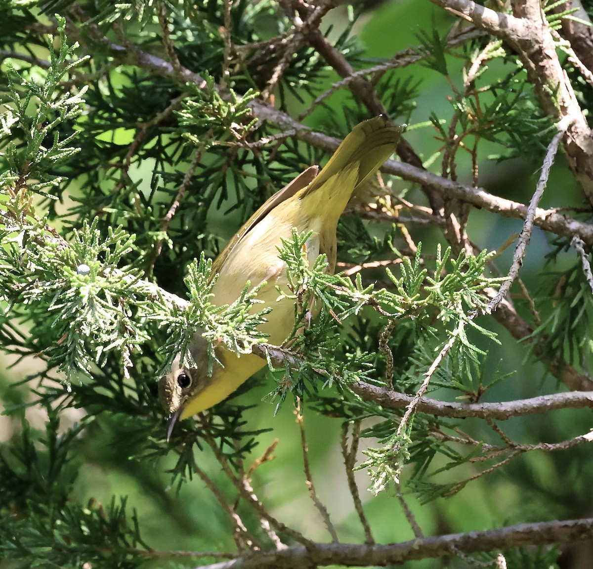 Common Yellowthroat - ML657744228