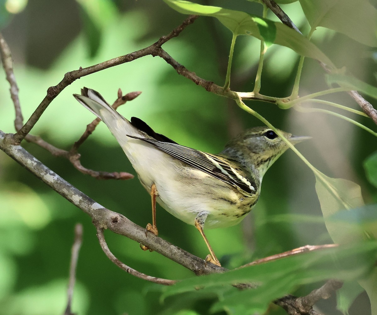 Blackpoll Warbler - ML657744264