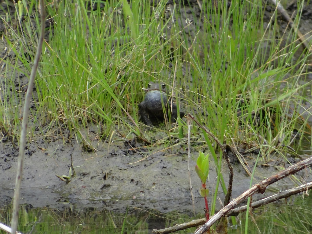 American Toad - ML657744442