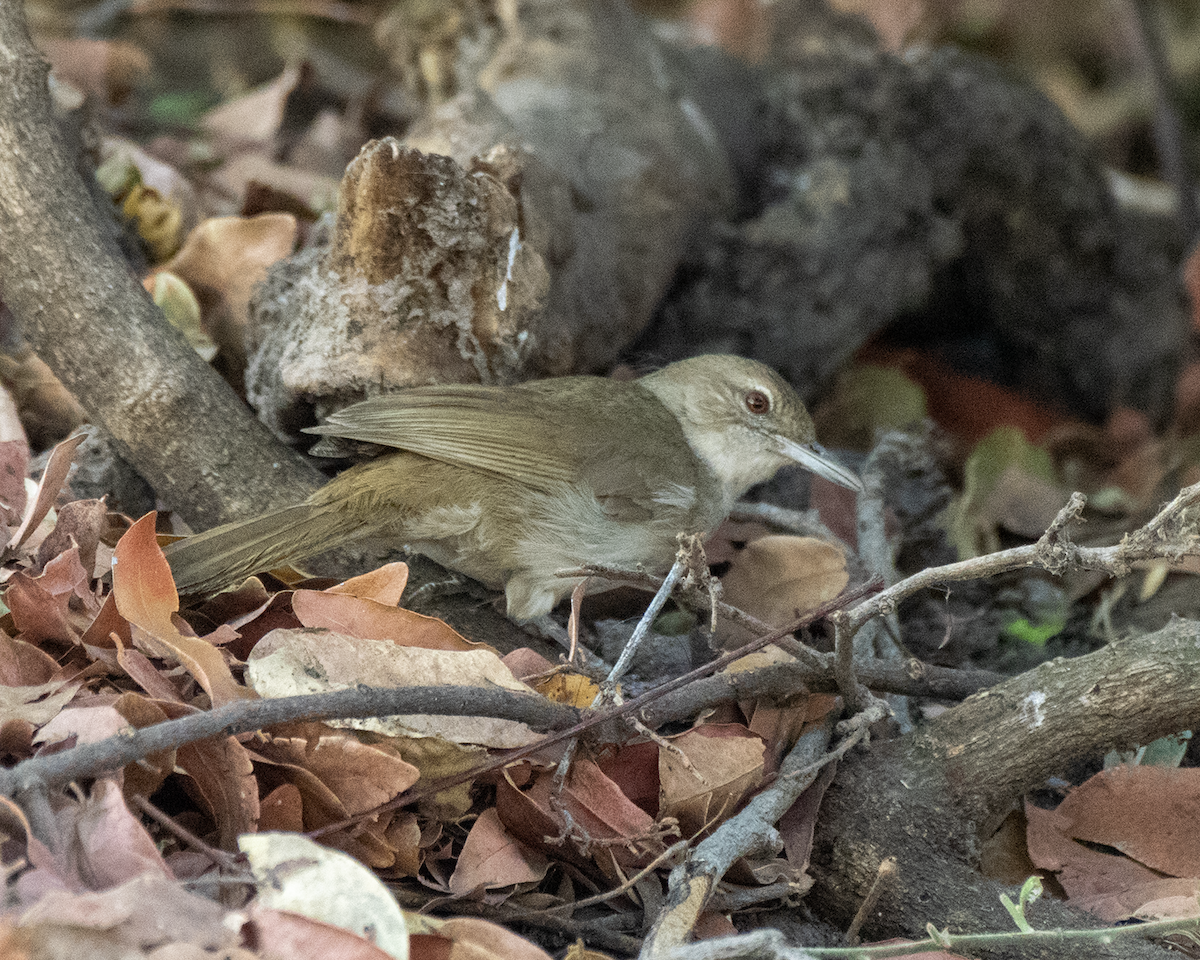 Terrestrial Brownbul - ML657745312