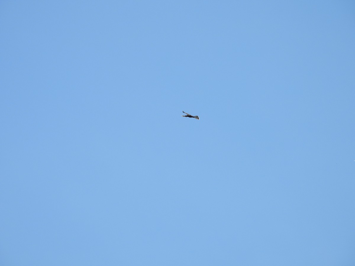 eBird Checklist - 17 May 2026 - HRBC Sunday Walk Beaverdam Creek - 47 ...
