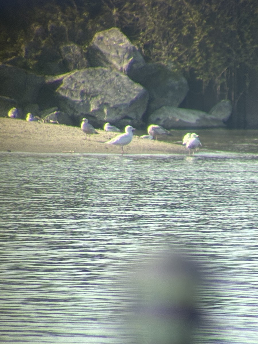 Glaucous Gull - ML657747148