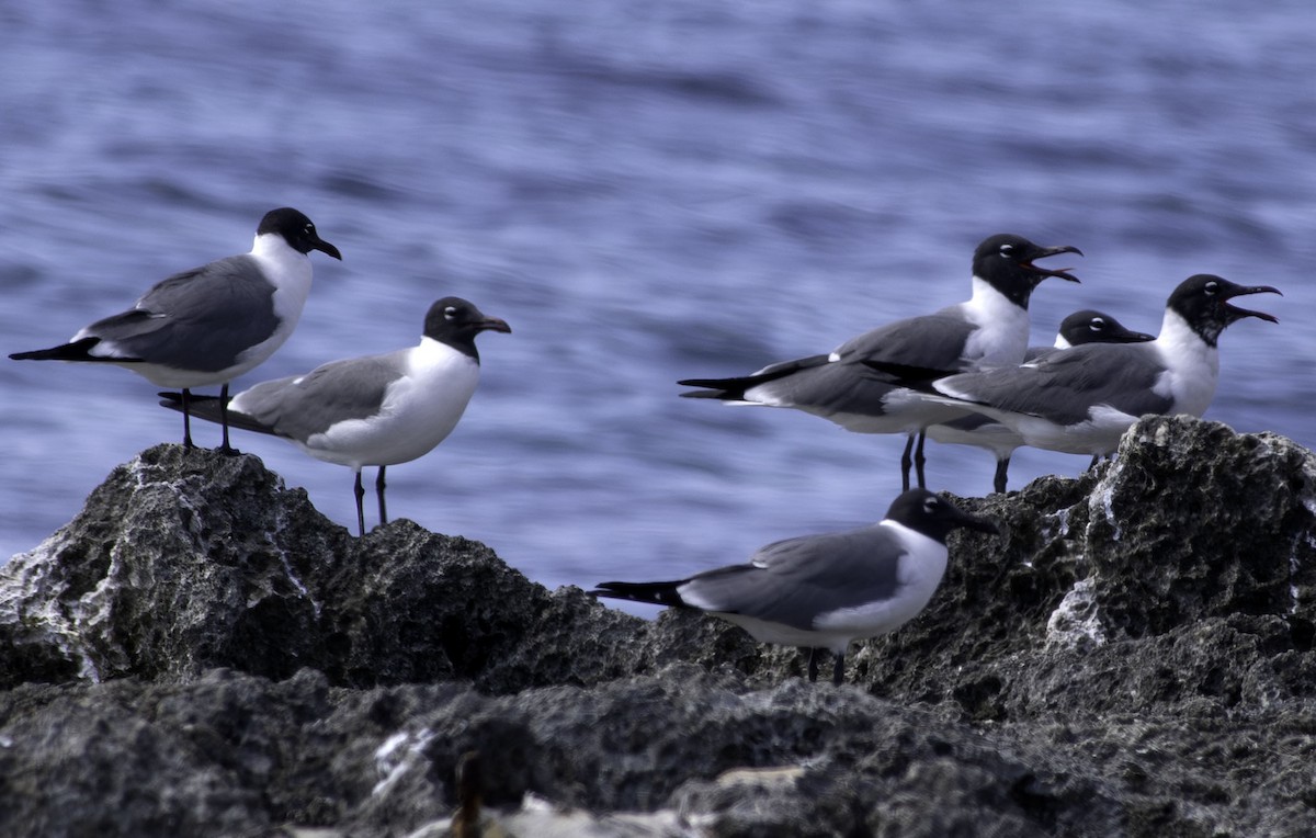 Laughing Gull - ML657748834