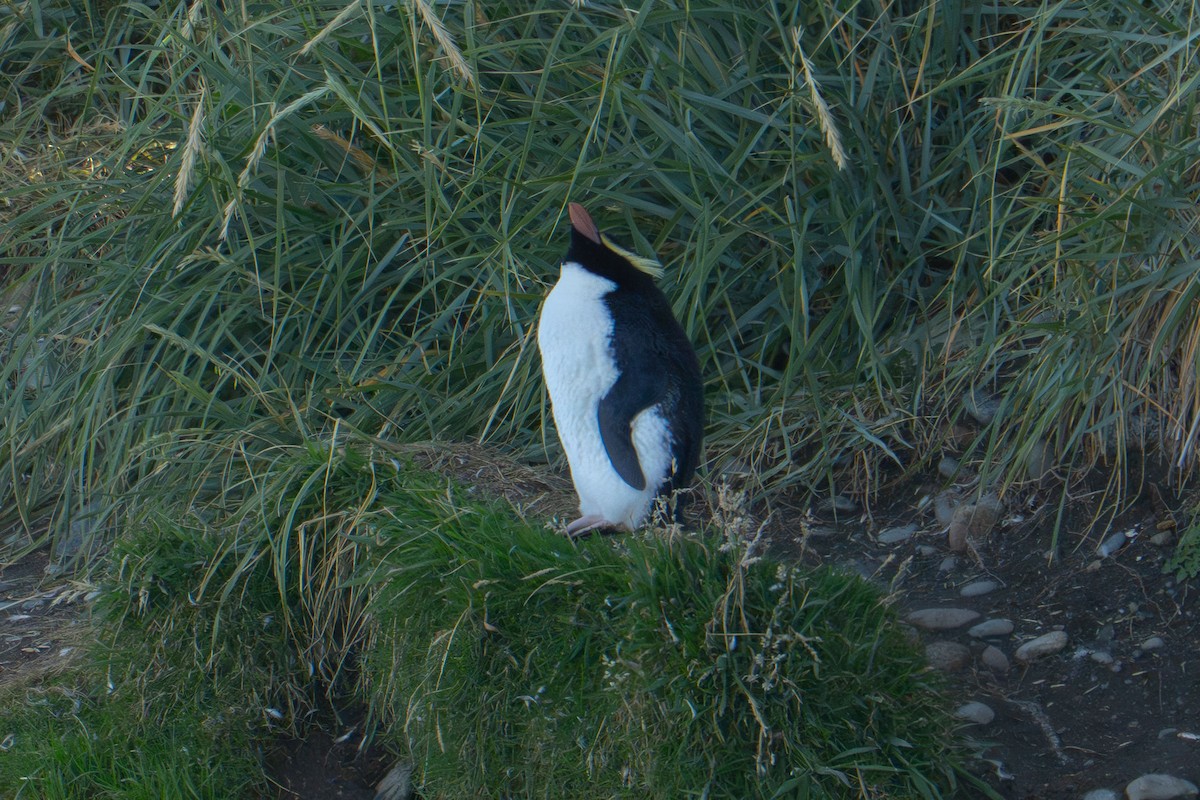 Snares Penguin - ML657749159