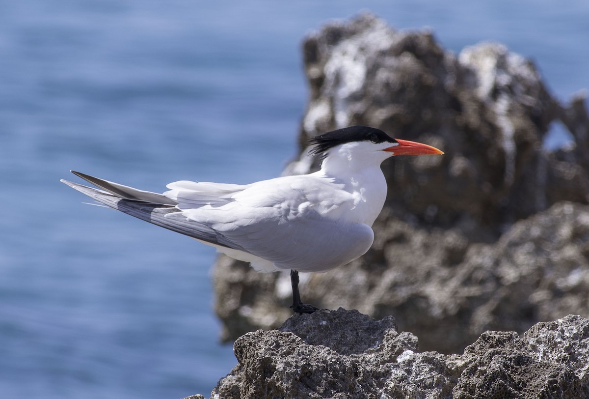 Royal Tern - ML657749327