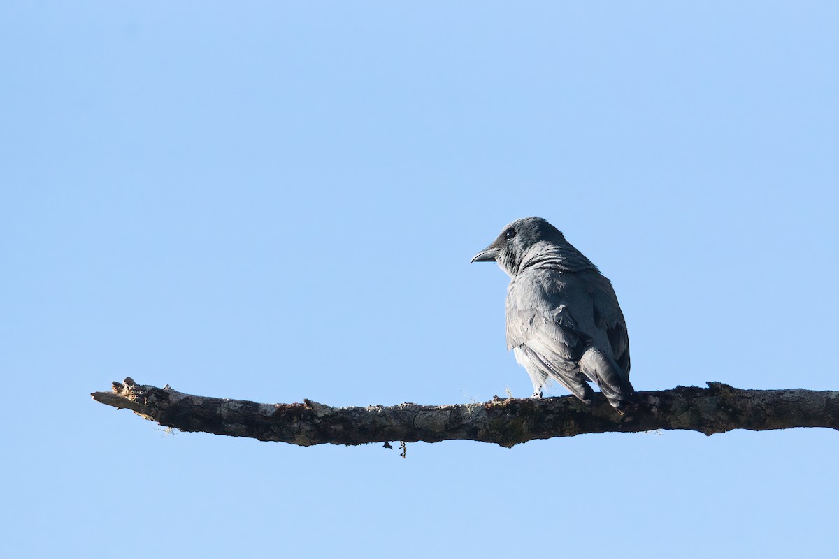 Sunda Cuckooshrike - ML657749463