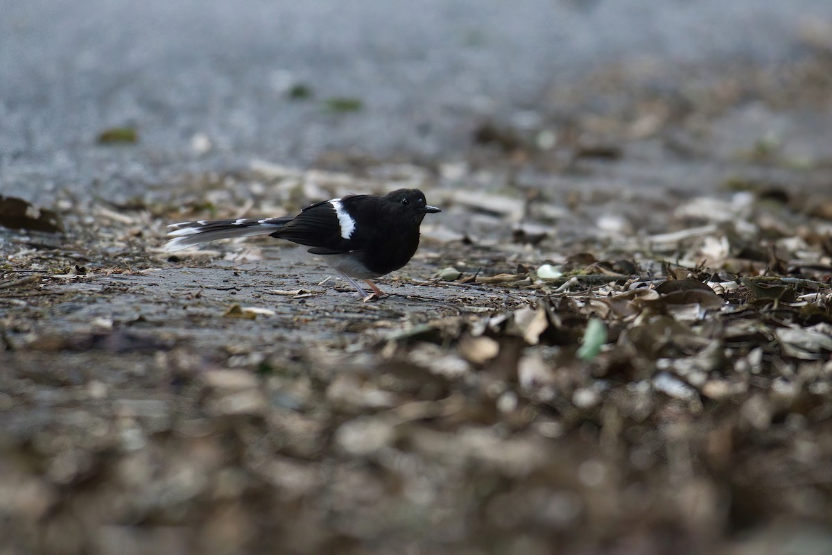 Bornean Forktail - ML657749812