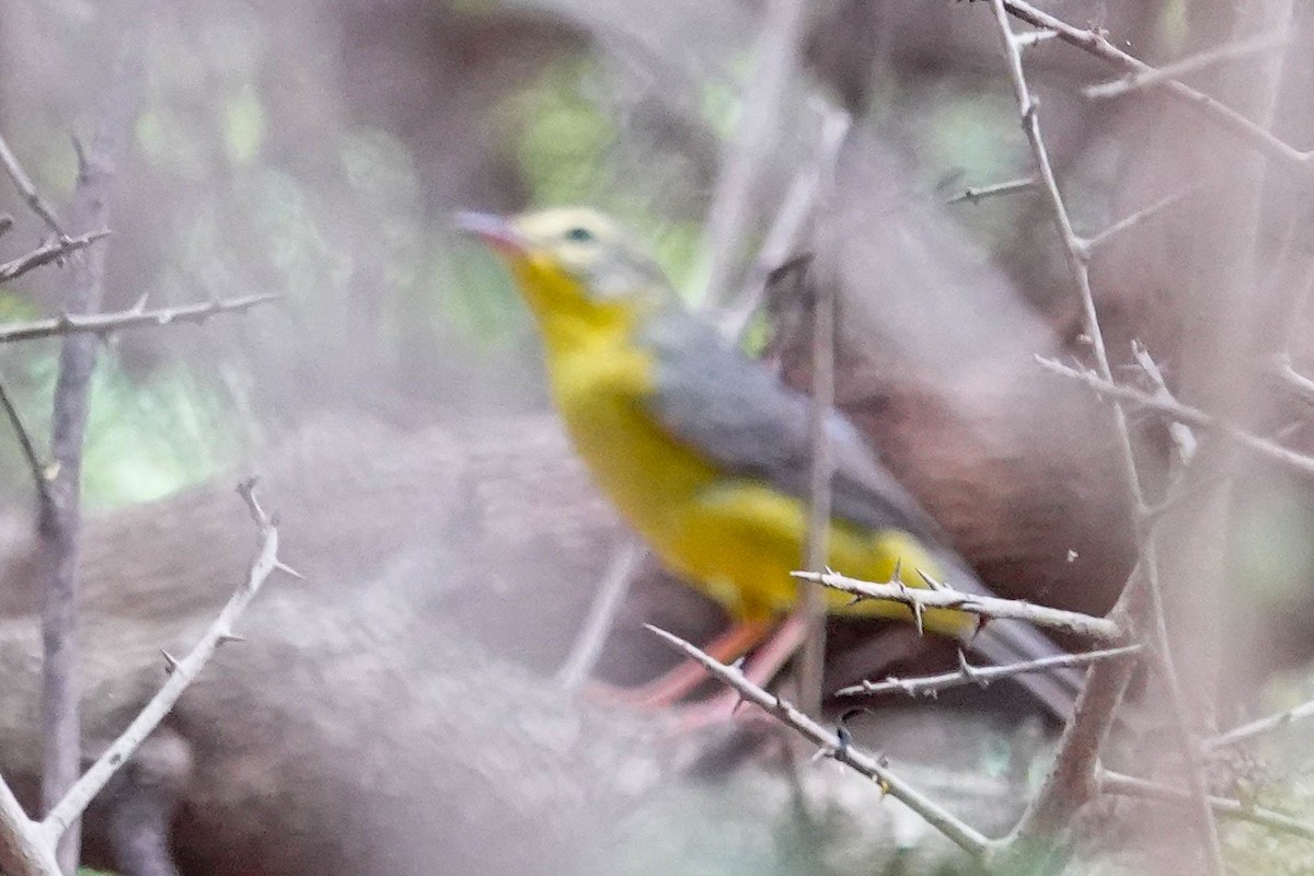 Golden-crowned Warbler - ML657750027