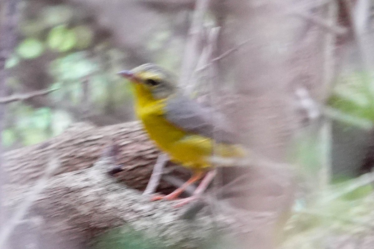 Golden-crowned Warbler - ML657750028