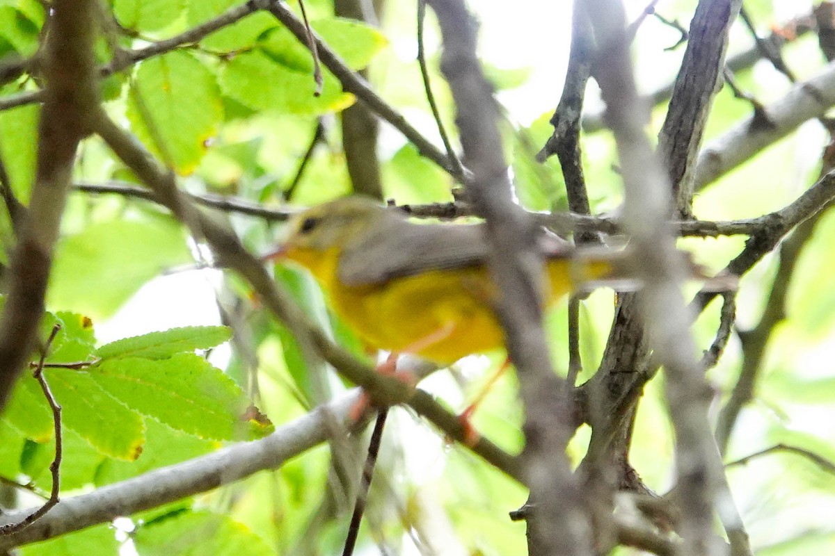 Golden-crowned Warbler - ML657750029