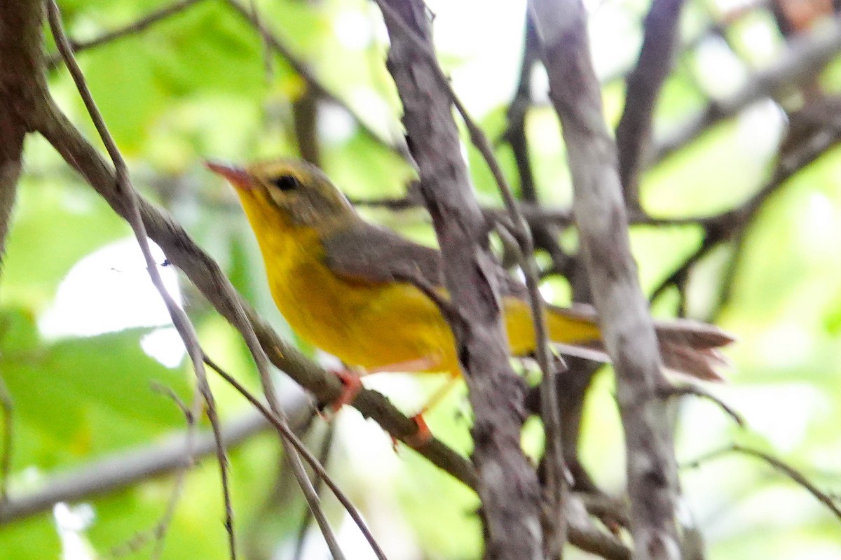 Golden-crowned Warbler - ML657750030