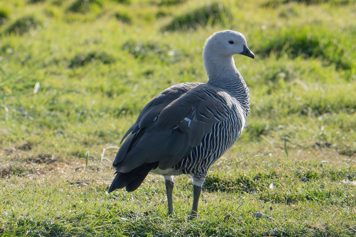 Upland Goose - ML657750157