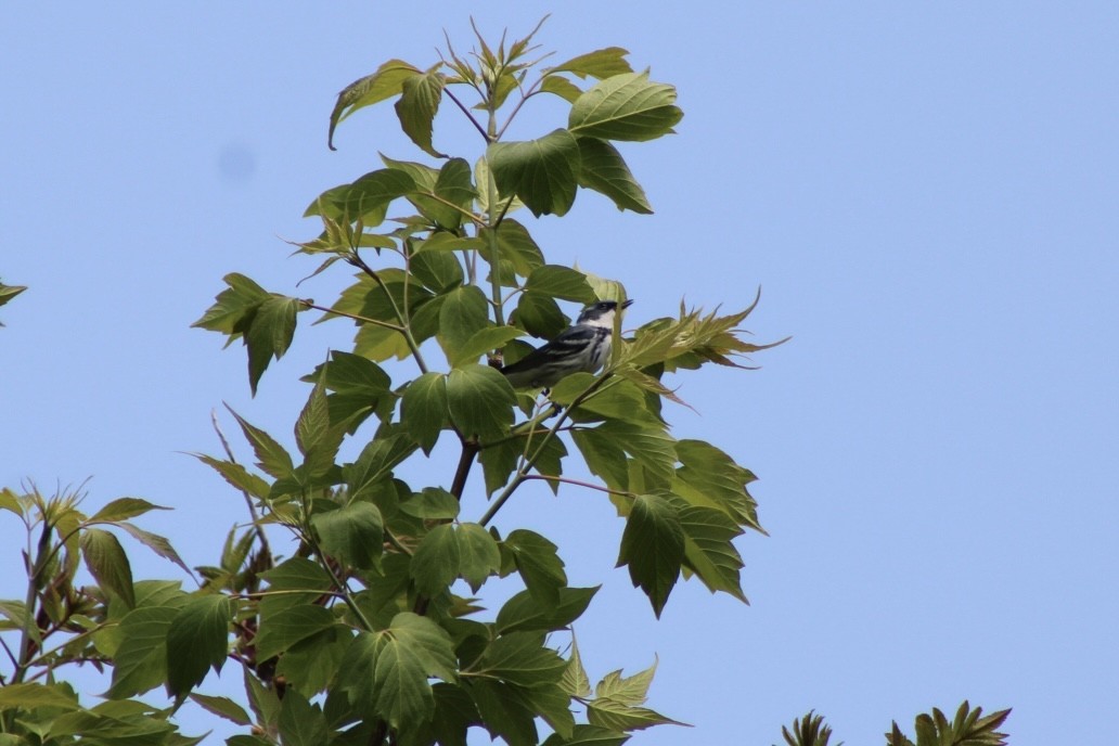 Cerulean Warbler - ML657750405