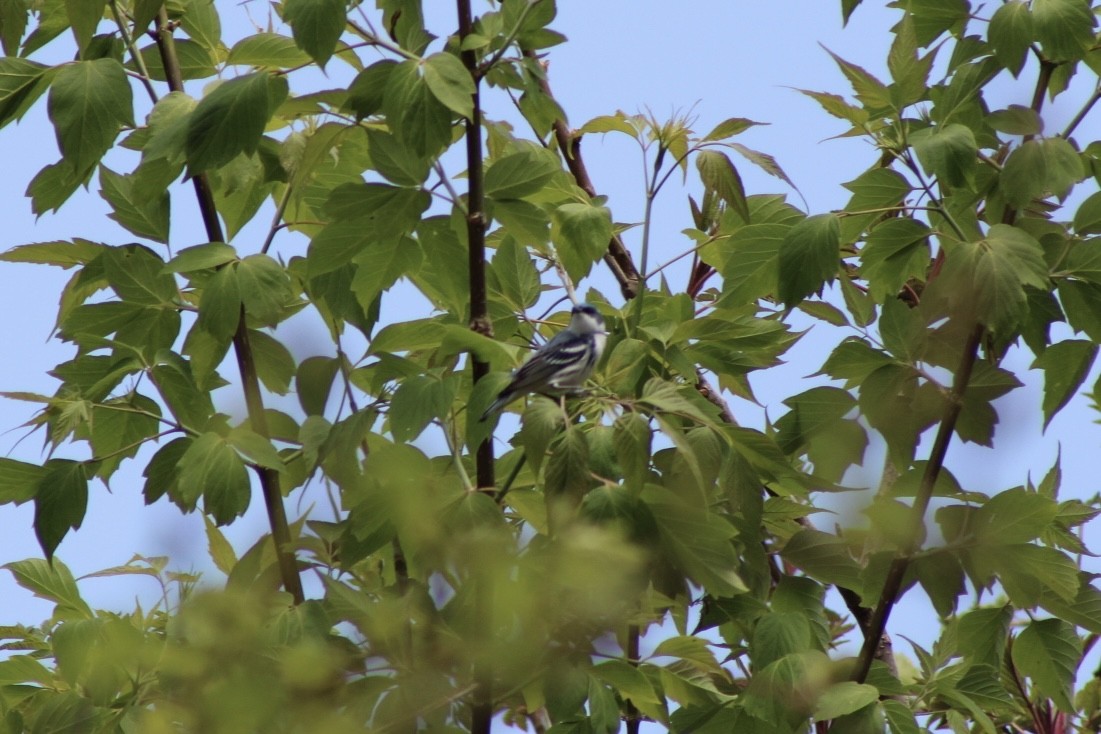 Cerulean Warbler - ML657750406