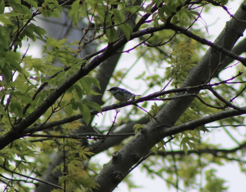 Cerulean Warbler - ML657750407