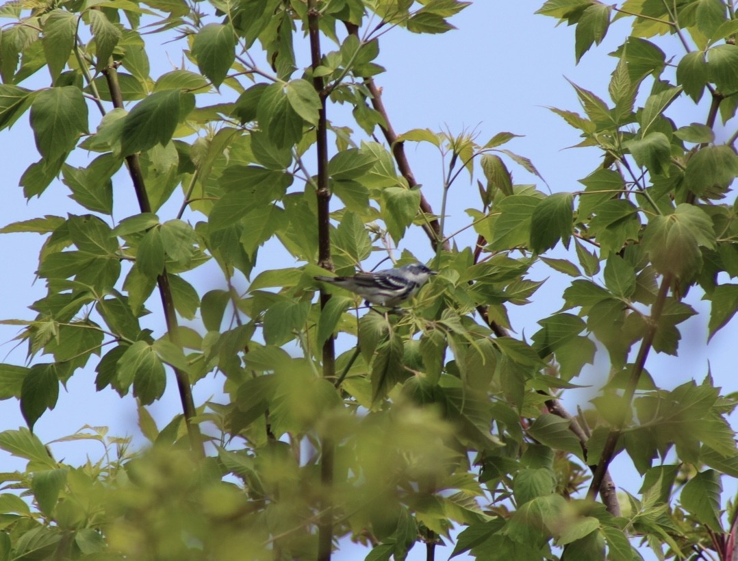 Cerulean Warbler - ML657750408