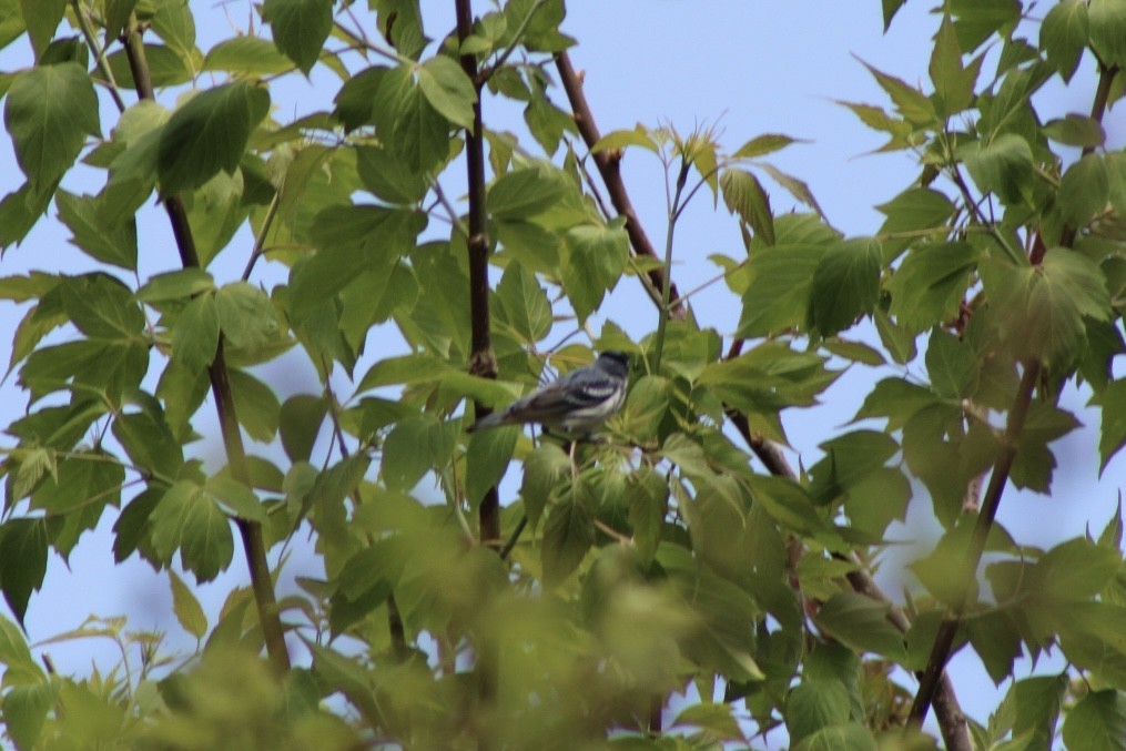 Cerulean Warbler - ML657750409