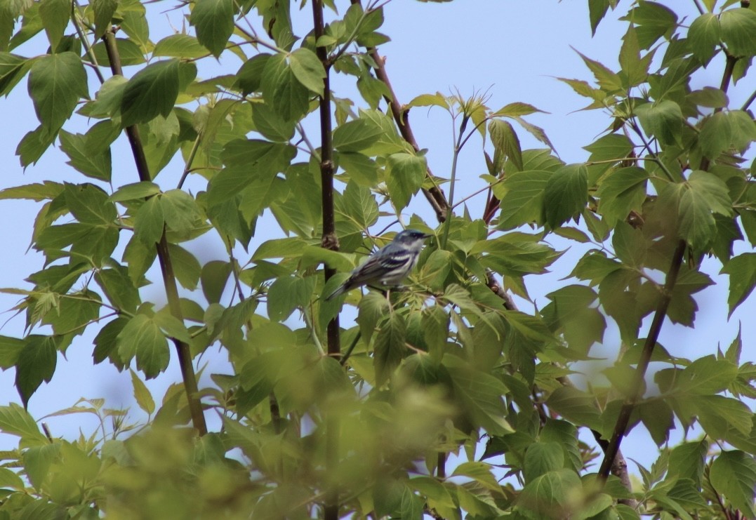 Cerulean Warbler - ML657750410