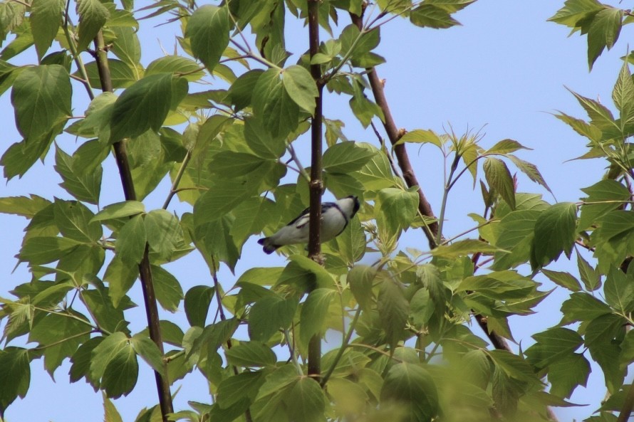 Cerulean Warbler - ML657750411