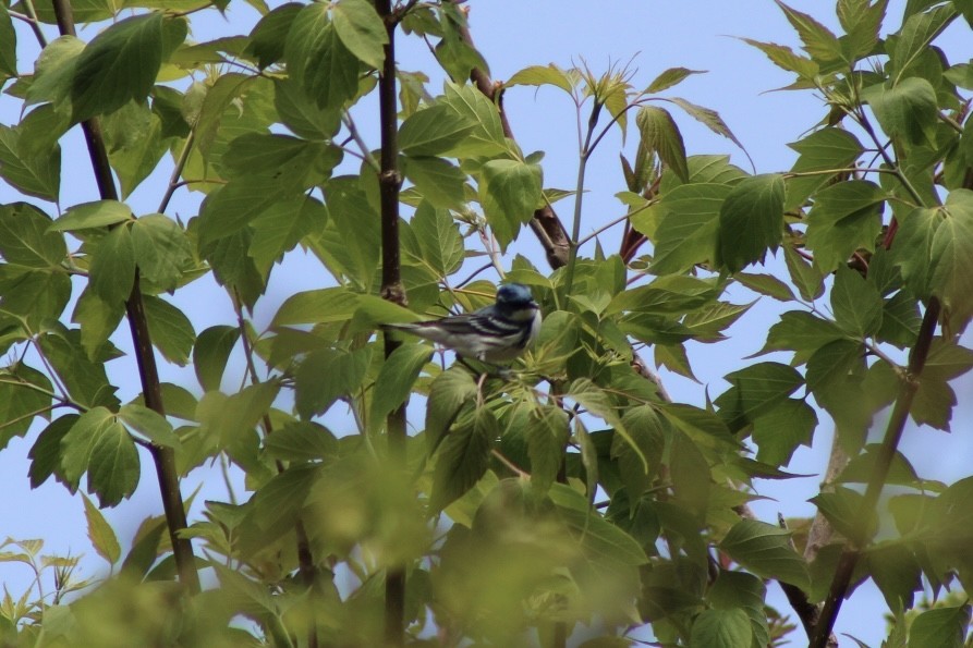 Cerulean Warbler - ML657750412
