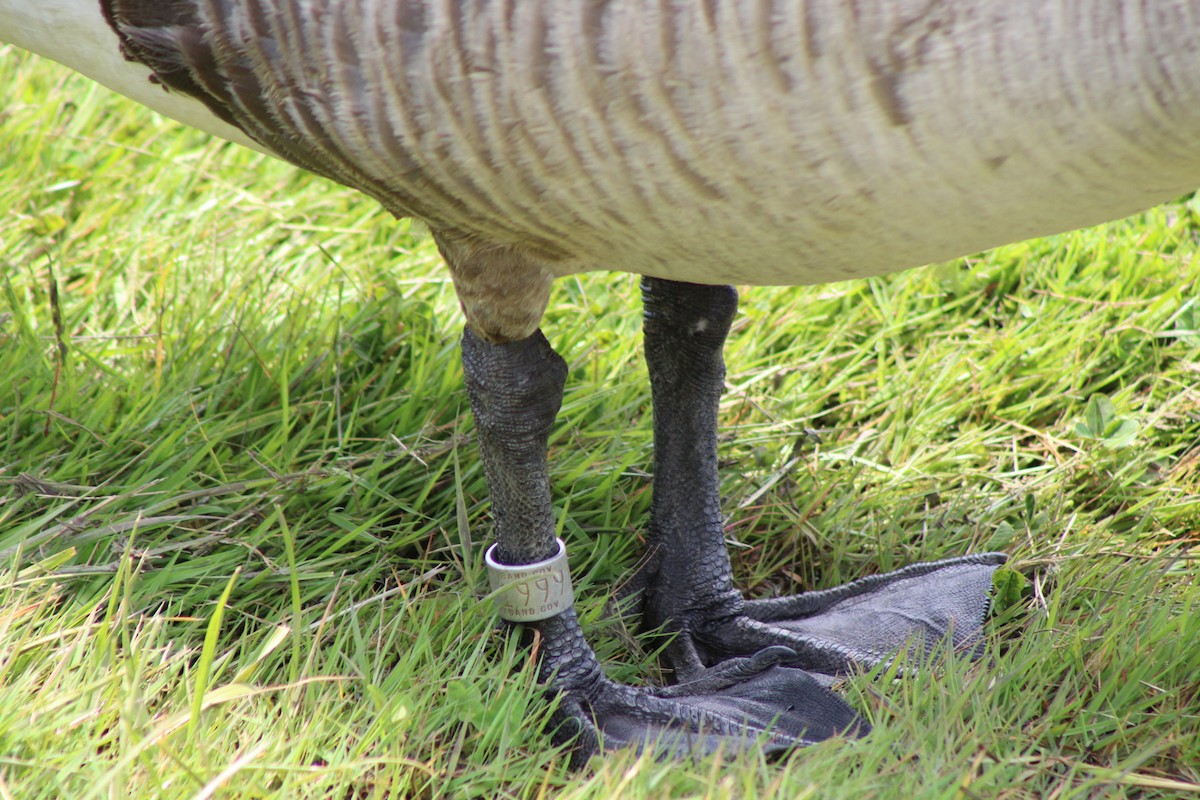 Canada Goose - ML657750427