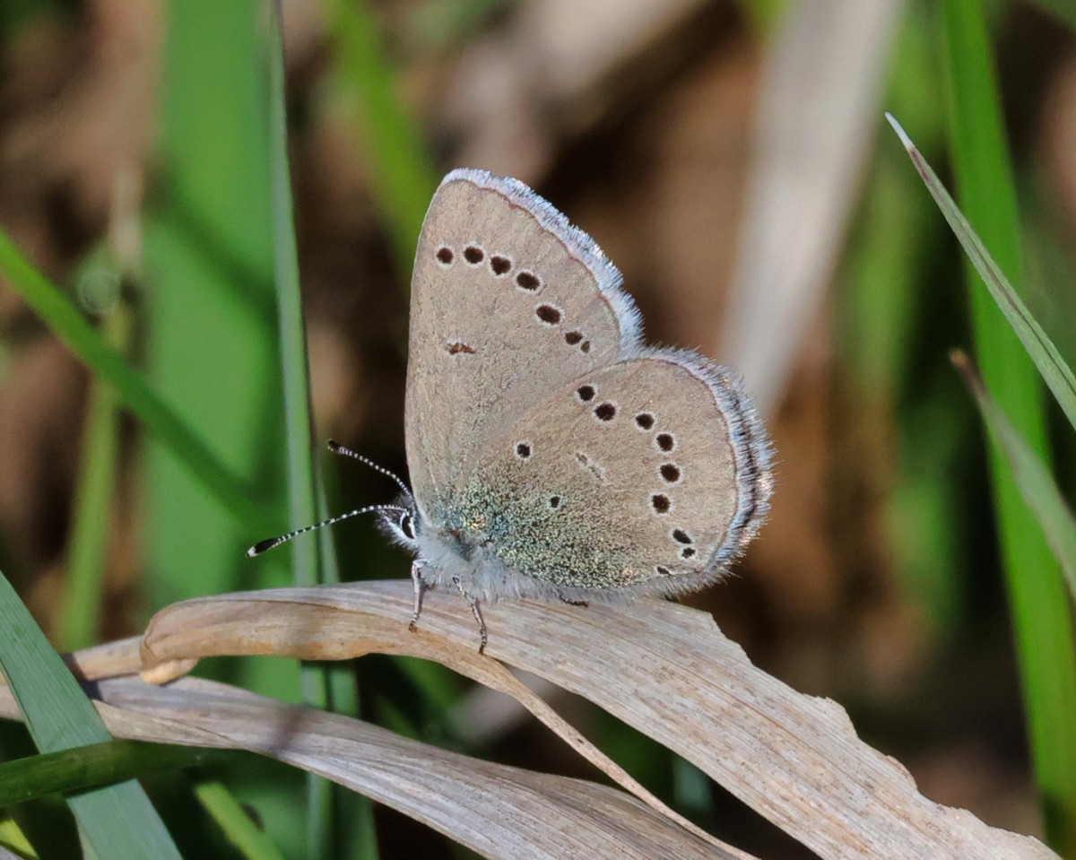 Silvery Blue - ML657750464