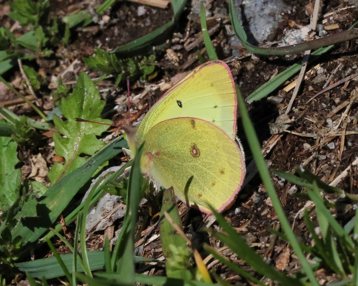 Clouded Sulphur - ML657750465