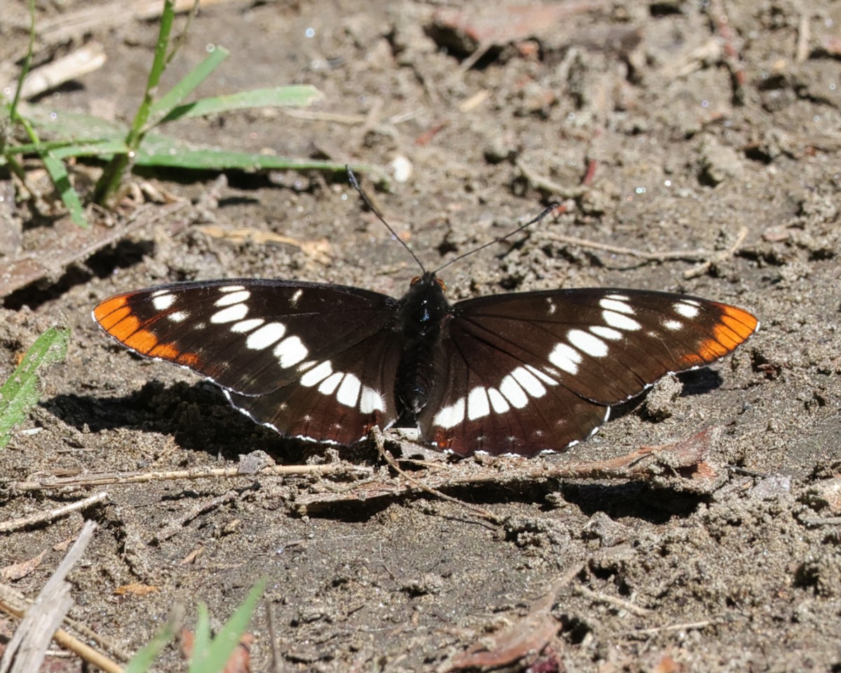 Lorquin's Admiral - ML657750466
