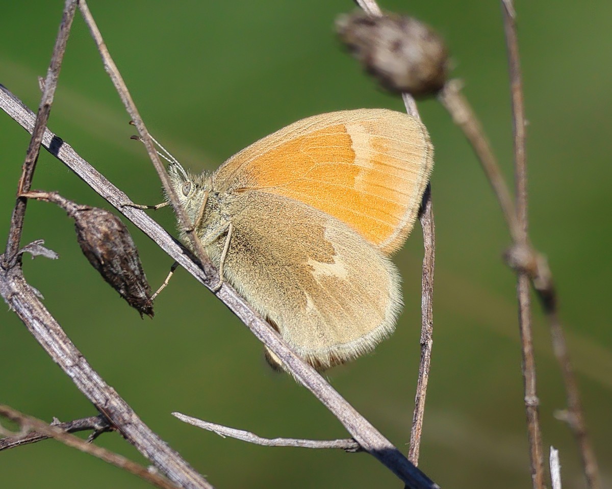 Common Ringlet - ML657750467