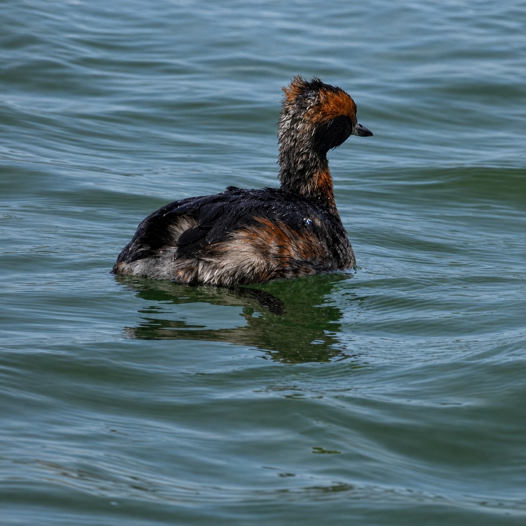 Horned Grebe - ML657750767