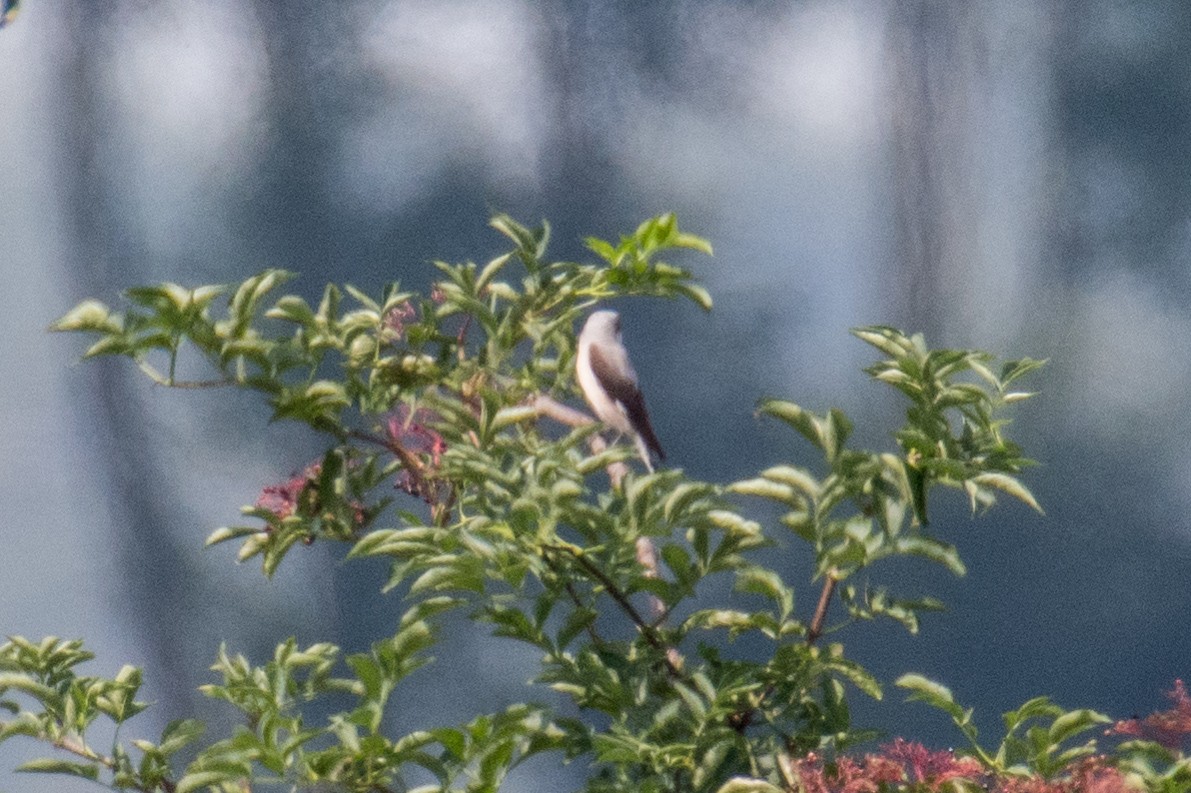 Lesser Gray Shrike - ML65775081