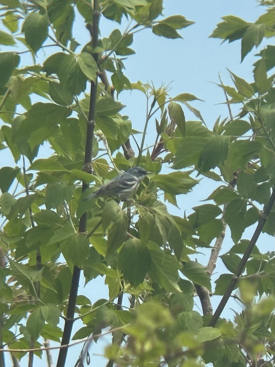 Cerulean Warbler - ML657750833